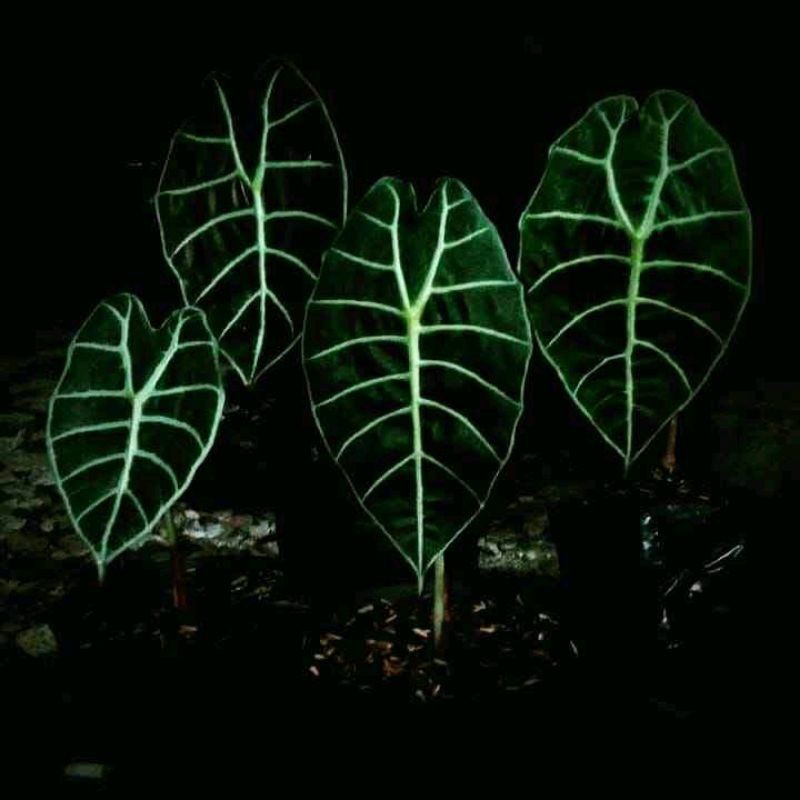 Umbi Alocasia Watsoniana