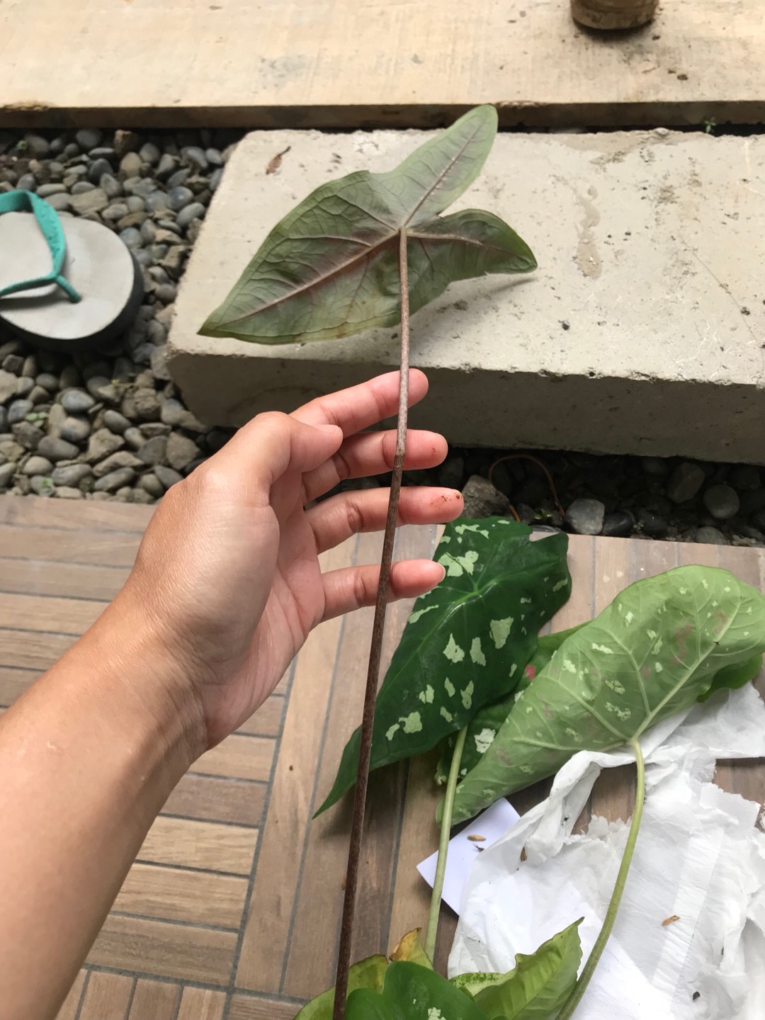 Tanaman Hias Singonium Tisu Sp