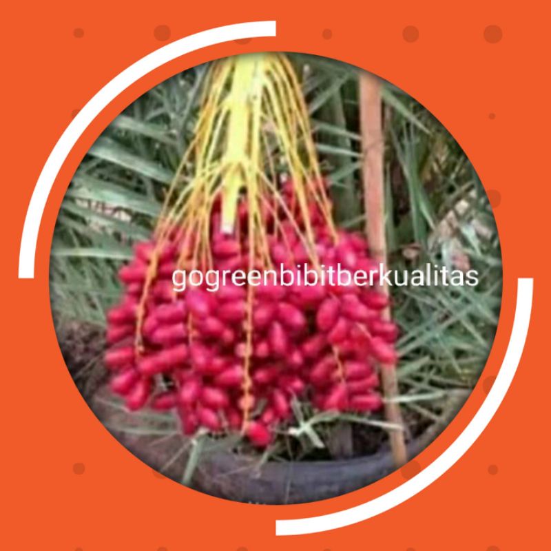 Bibit tanaman buah kurma h1 terlaris diskon