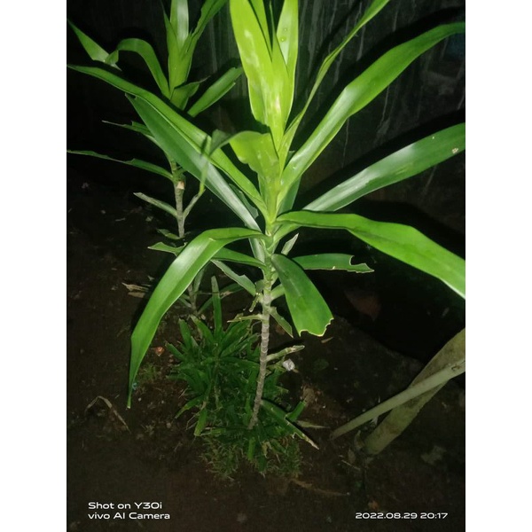 

Daun Suji segar 30 Lembar