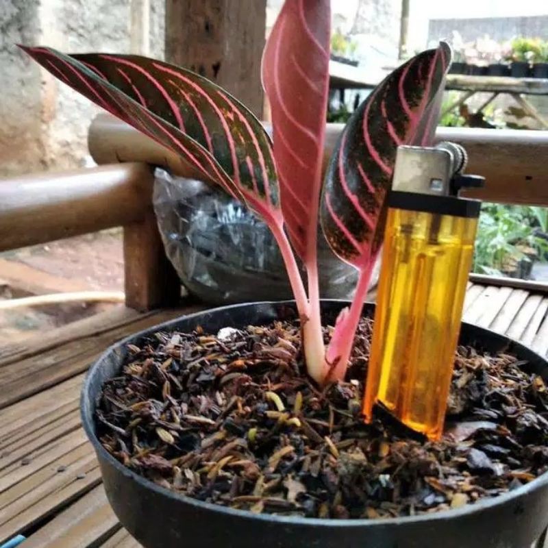 bibit aglonema red Sumatra