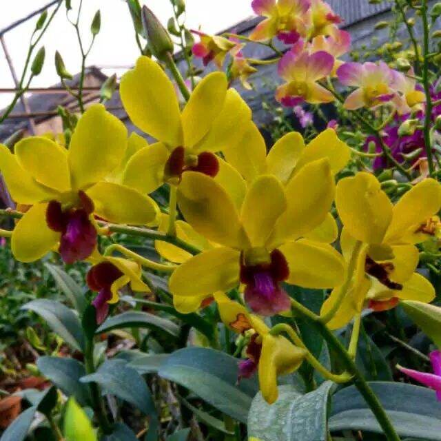 Anggrek dendrobium dewasa bunga kuning