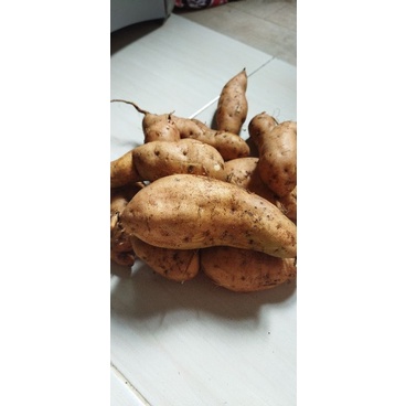 

Umbi boled Hui boled manis dadakan 1 kg