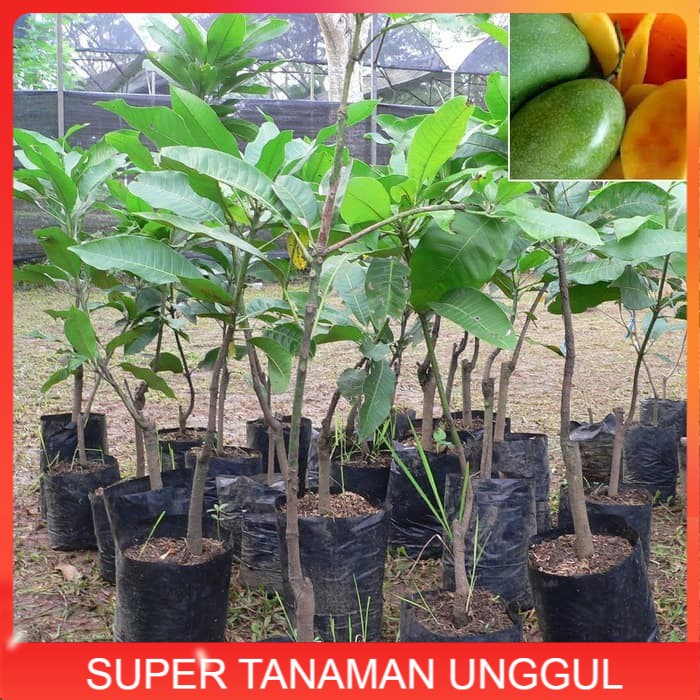 Bibit Mangga Manalagi Pohon Mangga Bibit Buah Mangga Manalagi