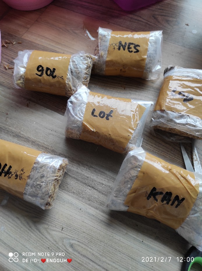 Paket Bonggol Aglonema Neskhia, Lotus, Khanza, Dewi Hug, Romantic Love