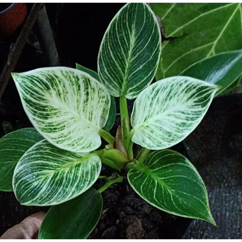 philo birkin /philodendron birkin