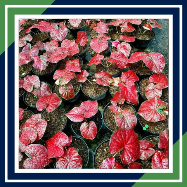 [BISA COD] RED JAGUAR CALADIUM REMAJA (Tanaman Hias /Caladium/Keladi)