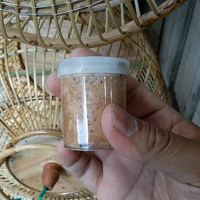 Getah pulut penangkap pikat burung