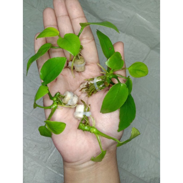 Anubias golden aquascape