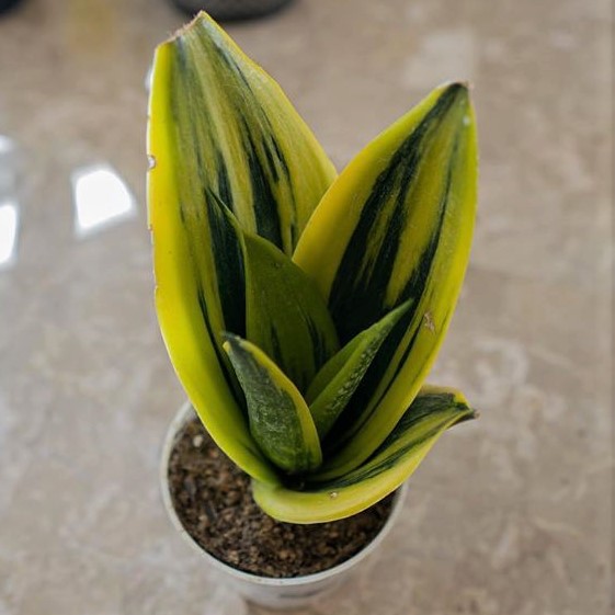 gold flame sansivieria-tanaman hias sansivera gold flame