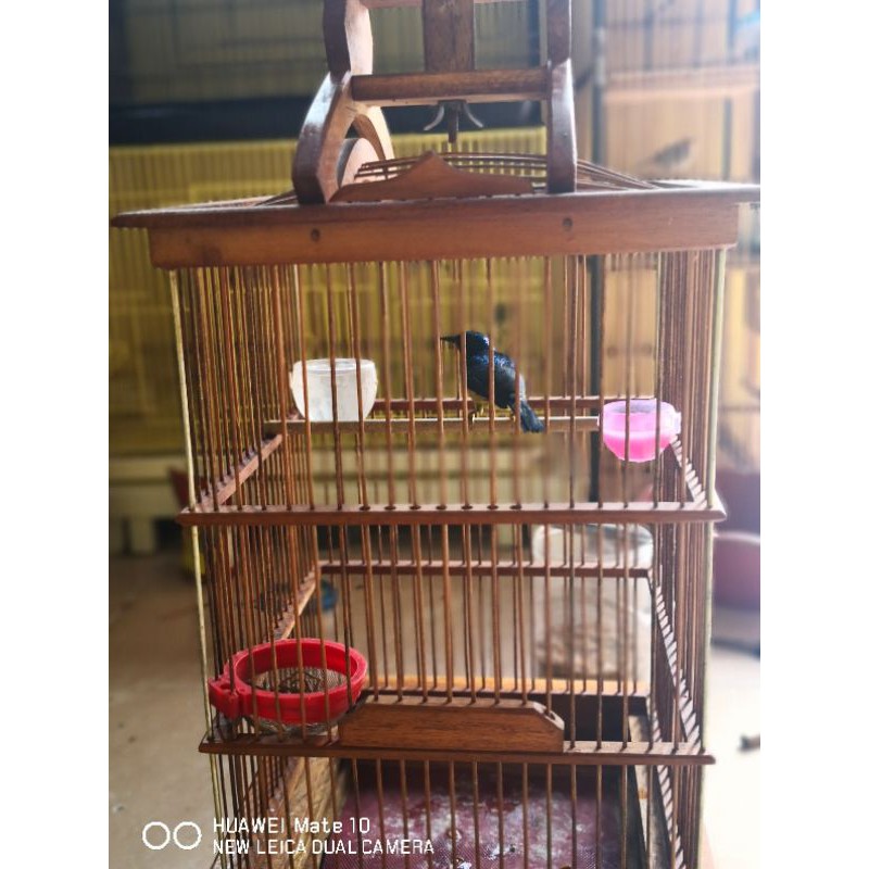burung Kowul jantan metalic