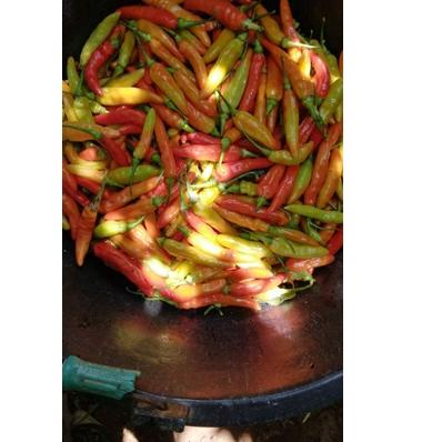

Baru Grosir 250 gram Cabe Rawit Merah Cabai Pedas Segar cabe merah segar 250g