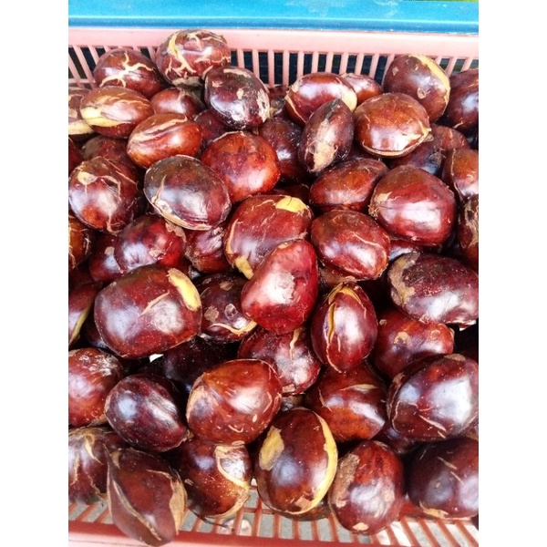 

zv jengkol 250 g