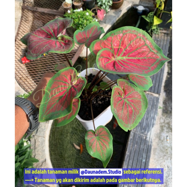 Unik Caladium Tambuna  Keladi Tambuna  Caladium Hybrid Murah