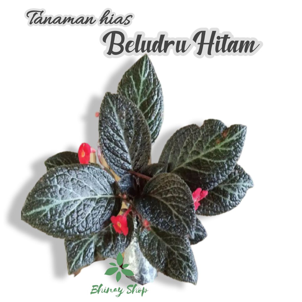 TANAMAN HIAS EPISCIA BELUDRU HITAM / POHON HIAS EPISCIA BELUDRU HITAM / BELUDRU EPISCIA HITAM