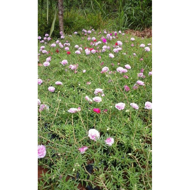 Tanaman Sutera Bombai Sutra Bombai Berbunga Sepanjang Tahun Shopee Indonesia