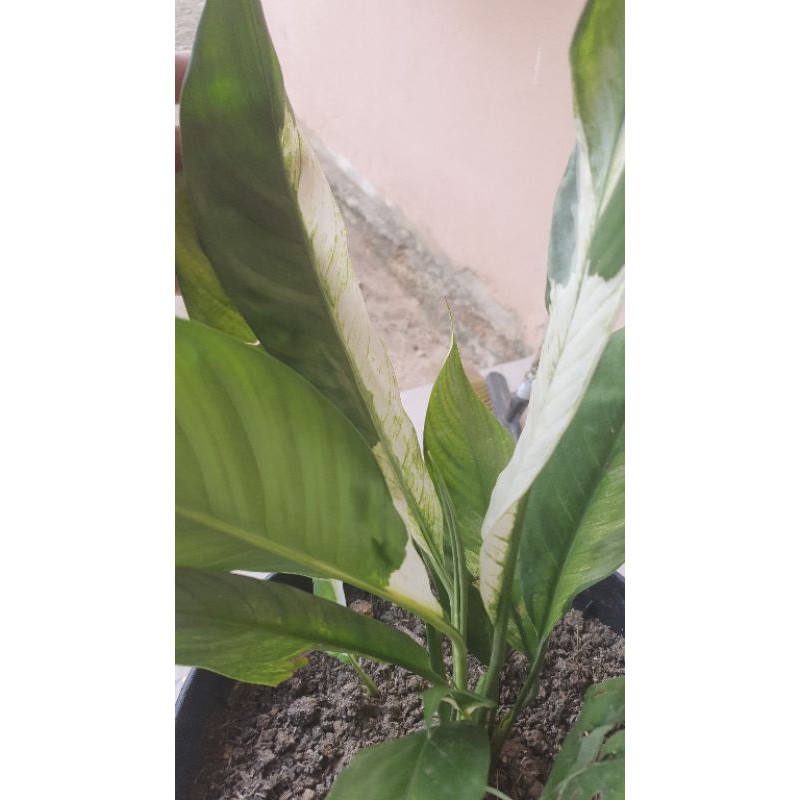 macam macam bunga hias