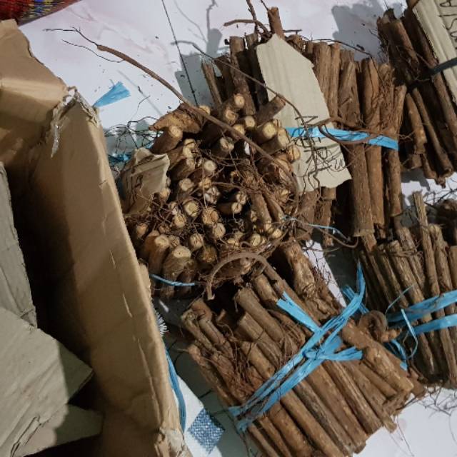 

Kayu Bajakah asli Dayak Kalimantan