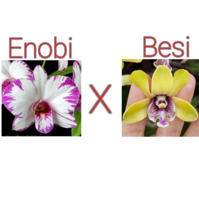 anggrek silangan dendrobium enobi x dendrobium violaceoflavens