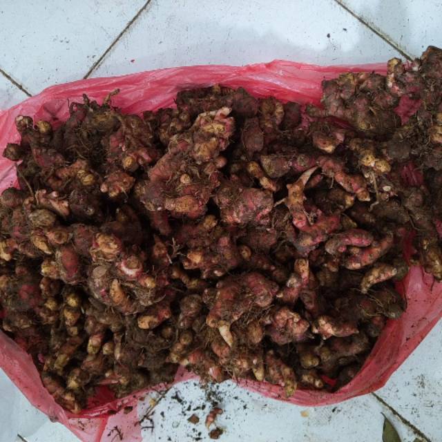

Jahe Merah