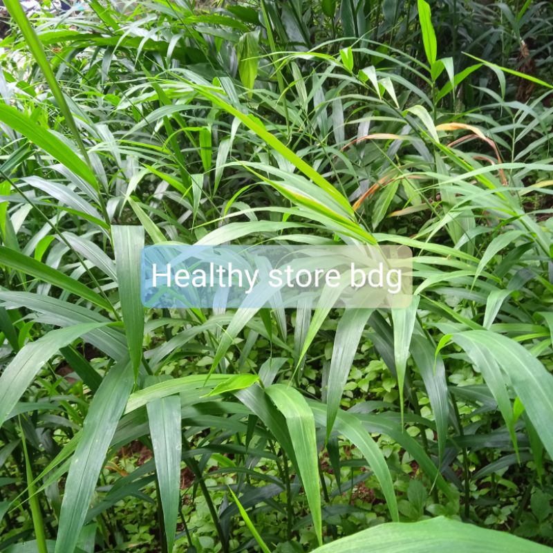 

Daun jahe segar paket 600 gram