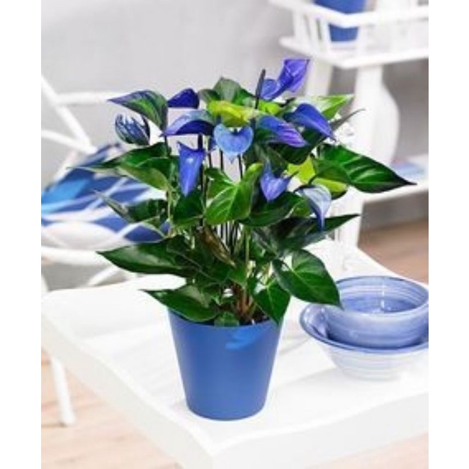 TANAMAN HIAS ANTHURIUM MICKEY MOUSE BLUE MOONLIGHT