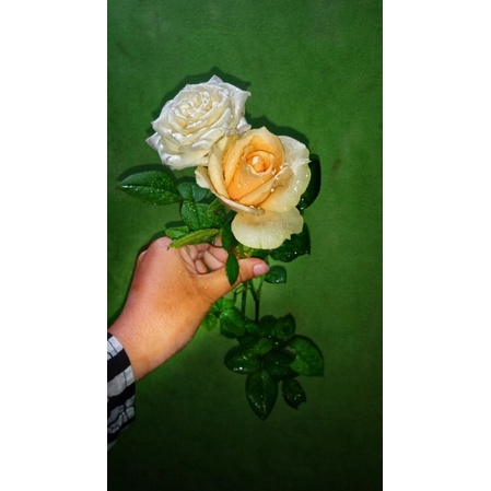 bunga mawar holland potong segar