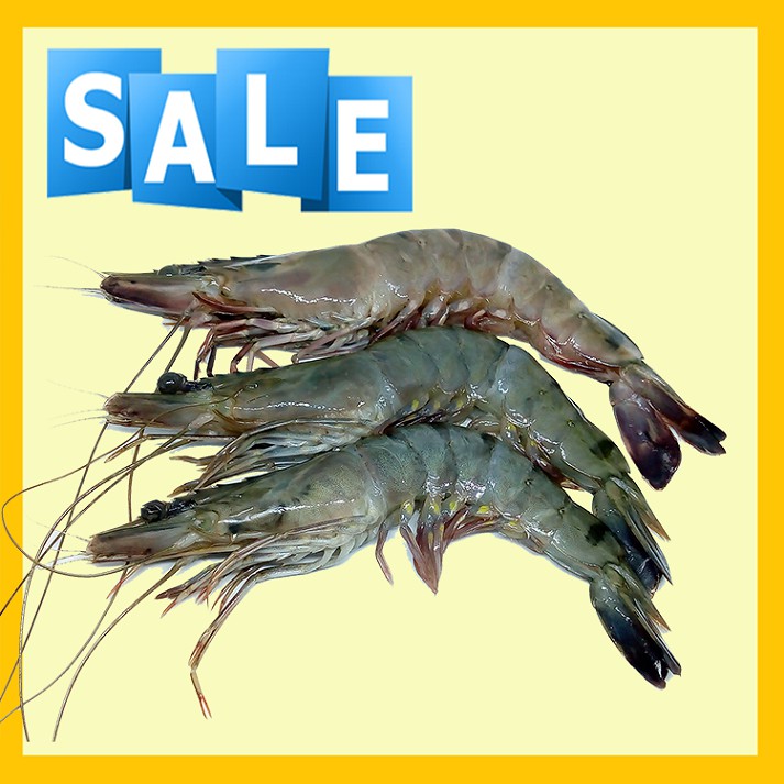 

Udang Tiger Besar