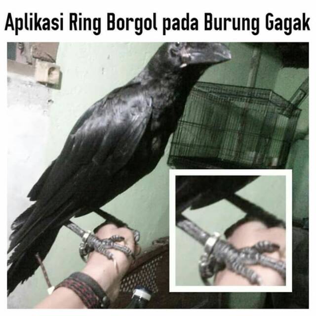 61 Koleksi Gambar Burung Gagak HD Terbaru