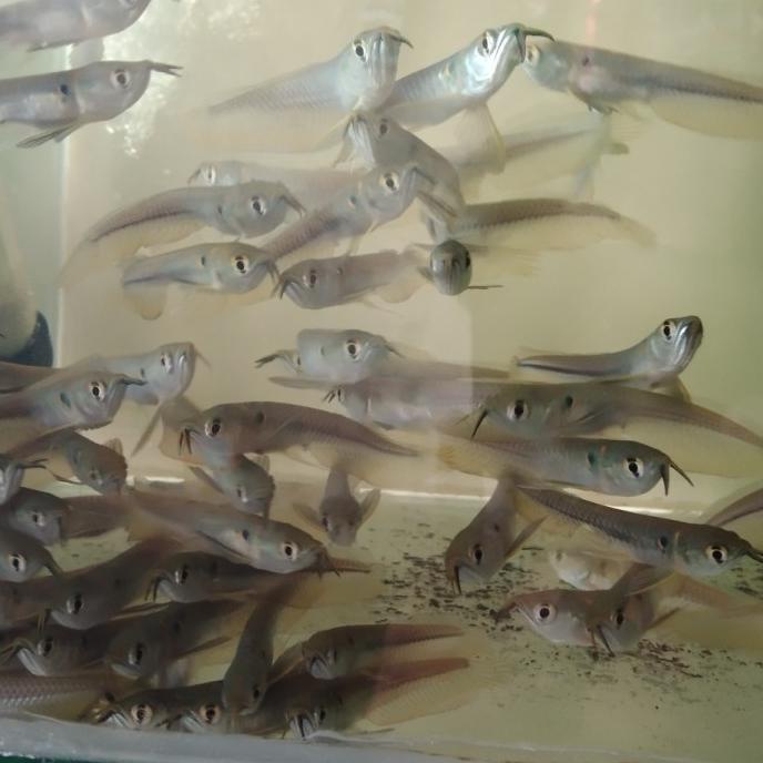 Arowana silver