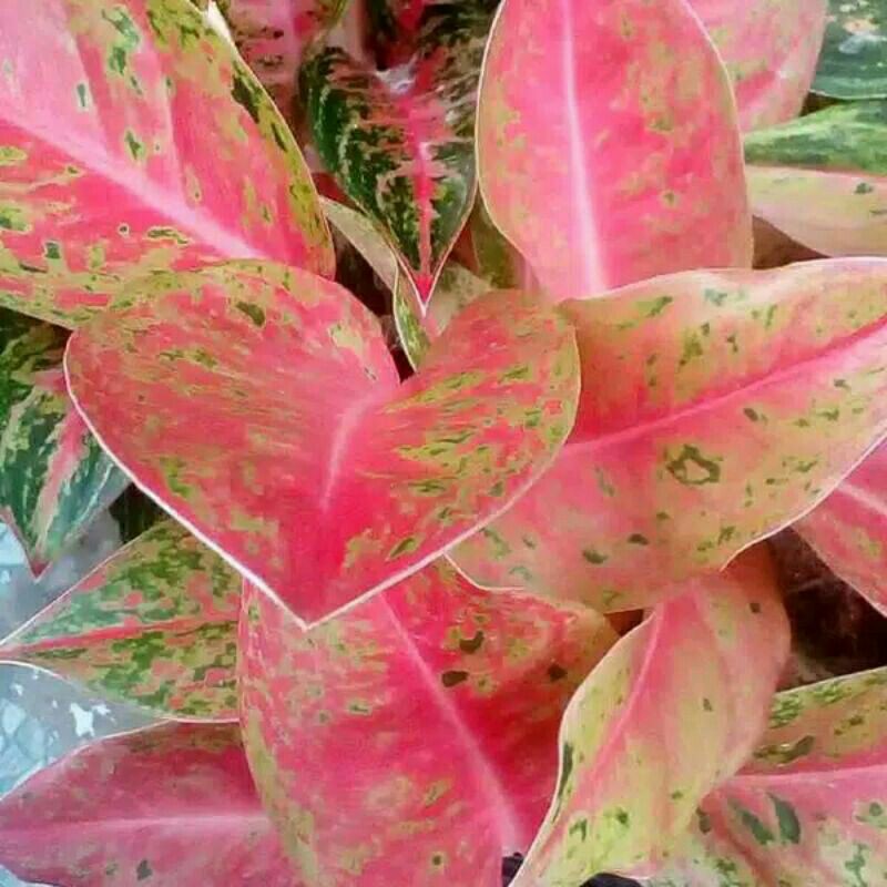Tanaman hias hidup aglonema big roy bunga indoor