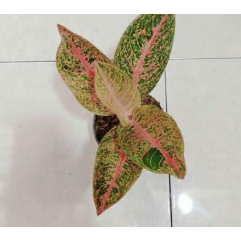 aglonema beby arini 1 helai daun pucuk