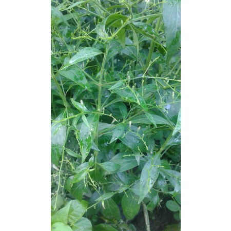 

daun sambiloto daun herbal per 50 gram