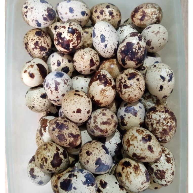 

telur puyuh matang, telur puyuh sudah di rebus , 1 KG