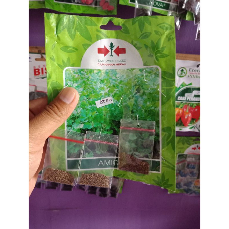 

seledri/daun sop
