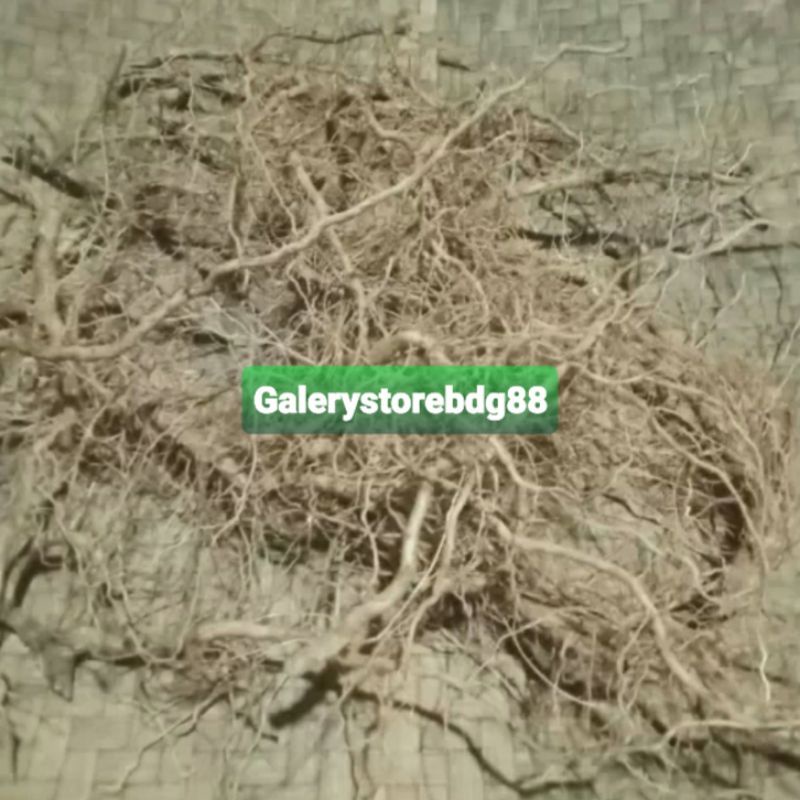 

Akar pecut kuda akar jarong segar 300 gram-az