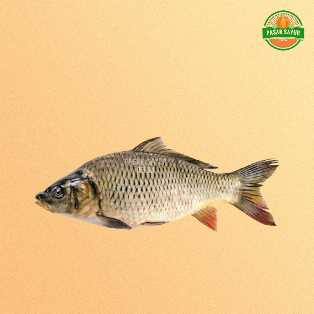 

Ikan mas segar 500gr murah segar dan lengkap