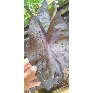 colocasia white lava dan black coral