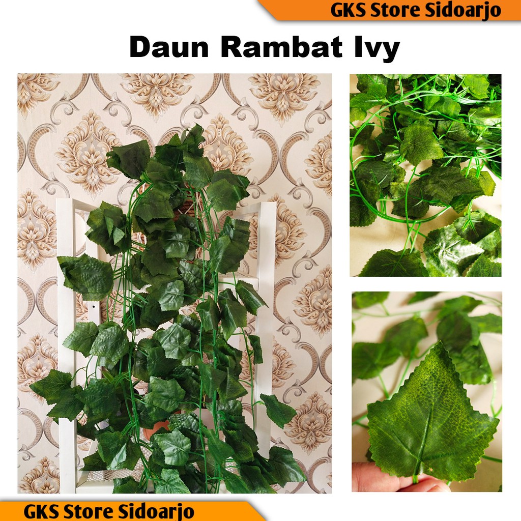 Daun Rambat Hight Quaity Import