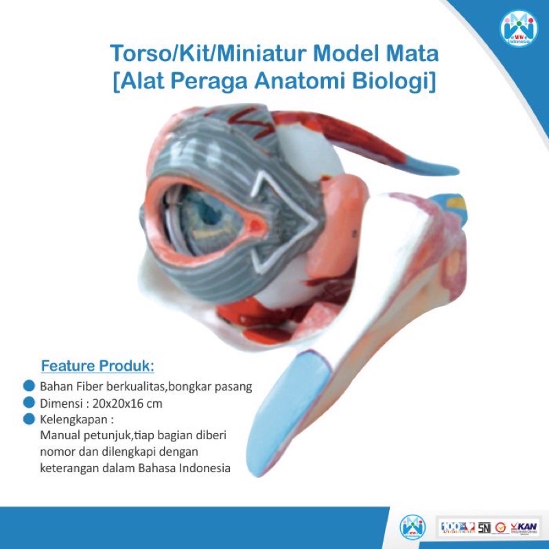 

[PROMO] Model Anatomi Struktur Mata Manusia - Alat Peraga Biologi [100% Original Peoduct]