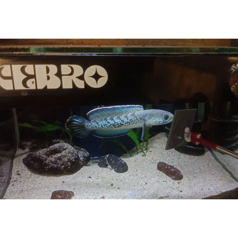 stewarti karbialong size 13-15 cm