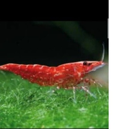 Hiasan Aquarium Udang RED Cherry