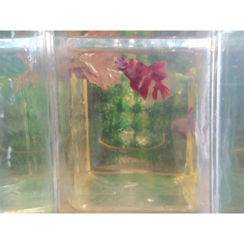 ikan cupang Nemo galaxy multi colour