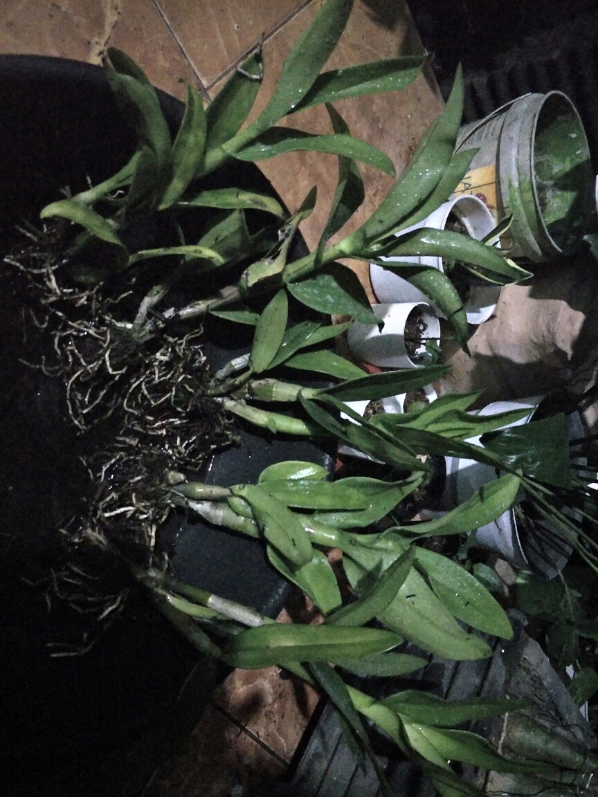 Paket Dendro Dewasa Isi 5