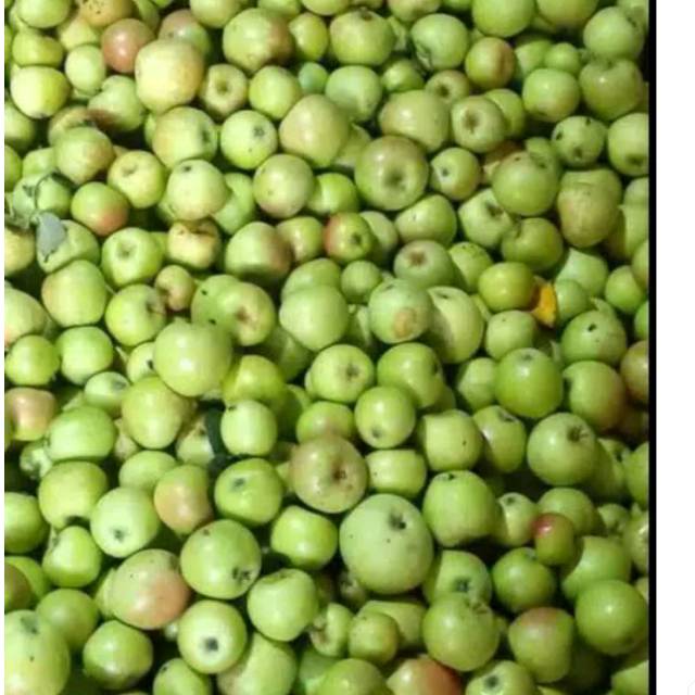 

Apel Manalagi Malang Ganda Segar dan Sehat 6-7 biji sekilo Rp. 35.000