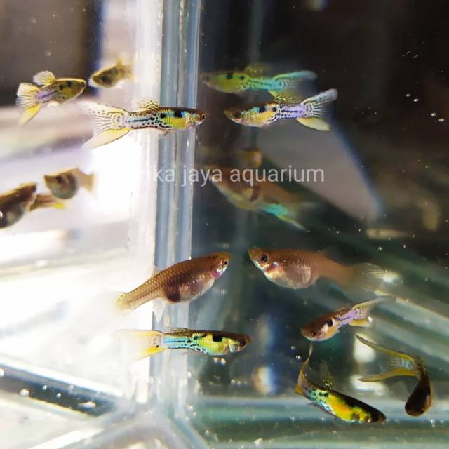 Guppy blue japan doble sword ikan hias untuk mempercantik aquarium dan aquascape