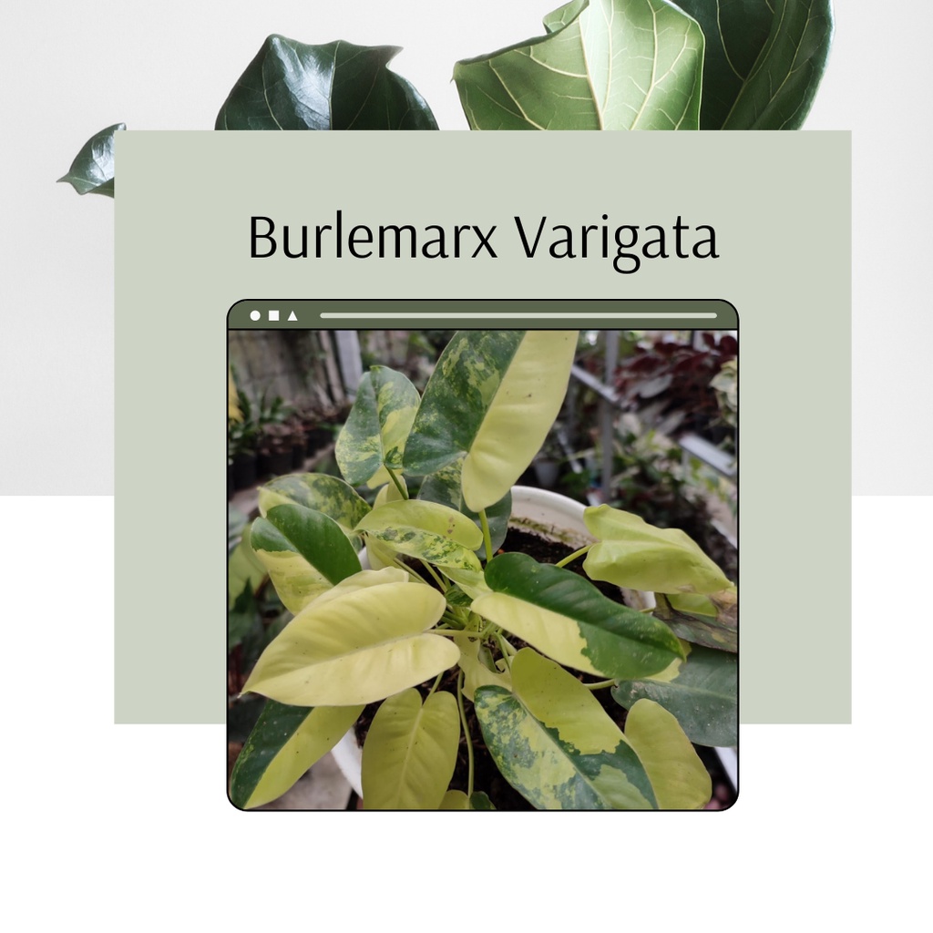 Tanaman Hias Burlemarx Varigata Philo Burlemarx Varigata Philodendron Burlemarx Varigata