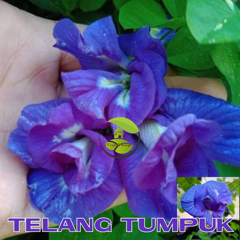 Benih Bibit Bunga Telang Tumpuk Bunga Telang Ungu Tumpuk Telang Biru