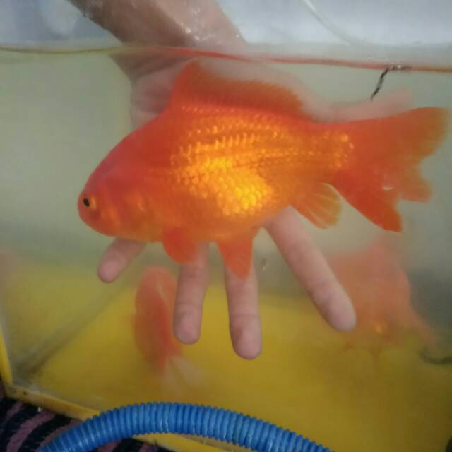 Mas koki oranda super jumbo size 20-22 cm