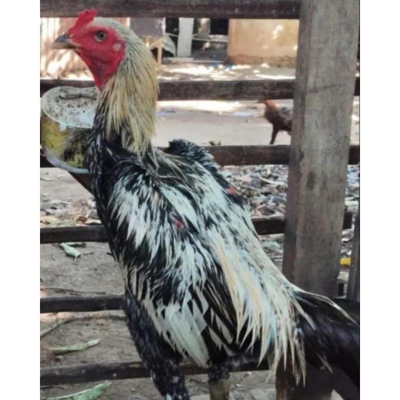 Beli Ayam Pama X Inpor Tailan Seetracker Indonesia